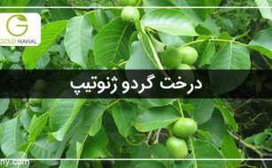 درخت گردو ژنوتیپ