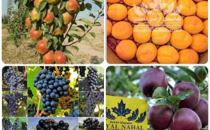 نهال میوه سردسیری