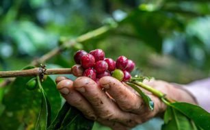 قهوه تک خواستگاه چیست