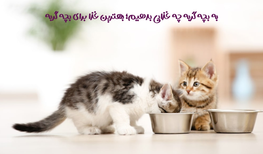به بچه گربه چه غذایی بدهیم؛ بهترین غذا برای بچه گربه