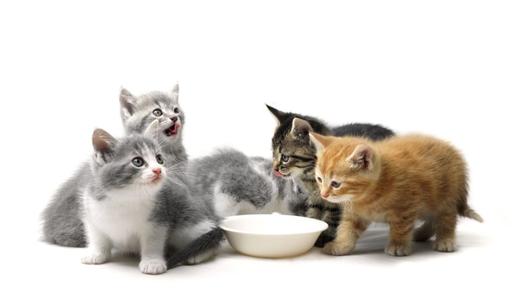 تغذیه بچه گربه در سنین مختلف