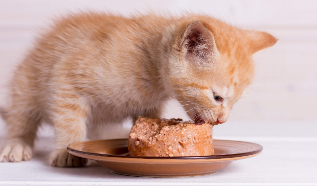 غذاهای مفید برای بچه گربه